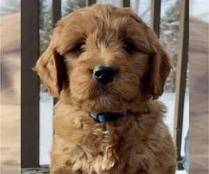 Goldendoodle (Miniature) Puppy for Sale in RANDOLPH, Wisconsin USA