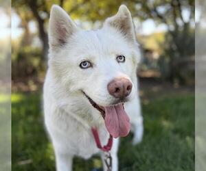 Siberian Husky Dogs for adoption in Martinez, CA, USA