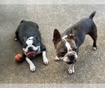 Small Photo #1 Boston Terrier Puppy For Sale in BURLESON, TX, USA