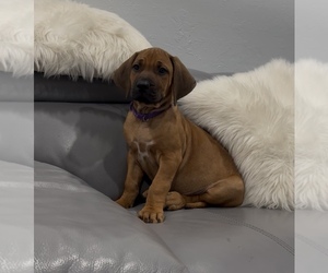 Rhodesian Ridgeback Puppy for sale in LEHIGH ACRES, FL, USA