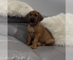 Small Rhodesian Ridgeback