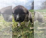 Small Photo #1 Anatolian Shepherd Puppy For Sale in CARROLL, OH, USA