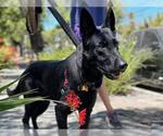 Small German Shepherd Dog
