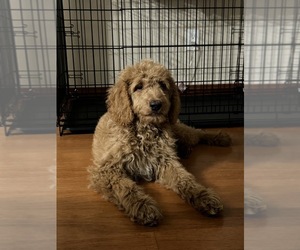 Double Doodle Puppy for sale in DALLAS, TX, USA