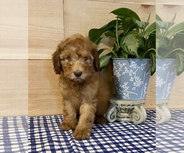 Medium Photo #3 Whoodle Puppy For Sale in DOSS, MO, USA