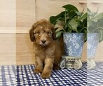 Small Photo #3 Whoodle Puppy For Sale in DOSS, MO, USA