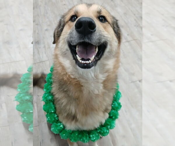 Medium Photo #2 German Shepherd Dog Puppy For Sale in Murfreesboro, NC, USA