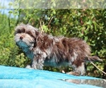Small #17 ShihPoo