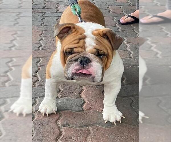 Medium Photo #1 Bulldog Puppy For Sale in Rancho Cucamonga, CA, USA