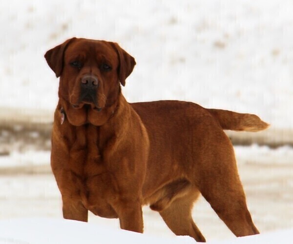 Medium Photo #1 Labrador Retriever Puppy For Sale in HYDE PARK, VT, USA
