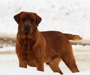 Father of the Labrador Retriever puppies born on 10/17/2025