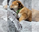 Small Photo #3 Shiba Inu Puppy For Sale in SOMERSWORTH, NH, USA