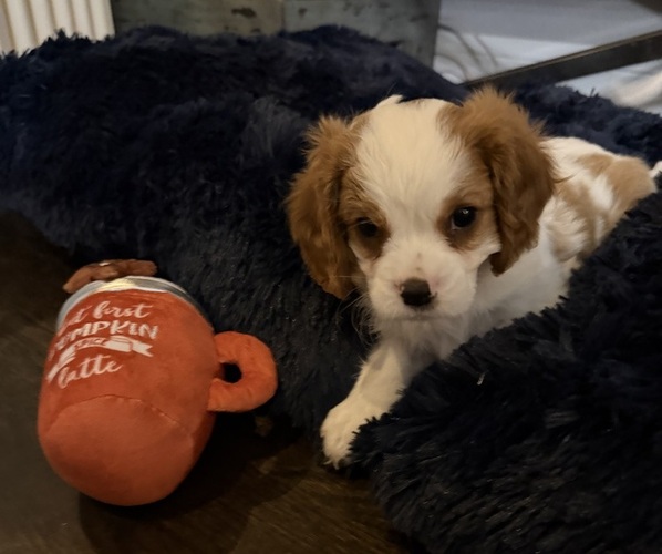 Medium Photo #27 Cavalier King Charles Spaniel Puppy For Sale in PARKER, CO, USA