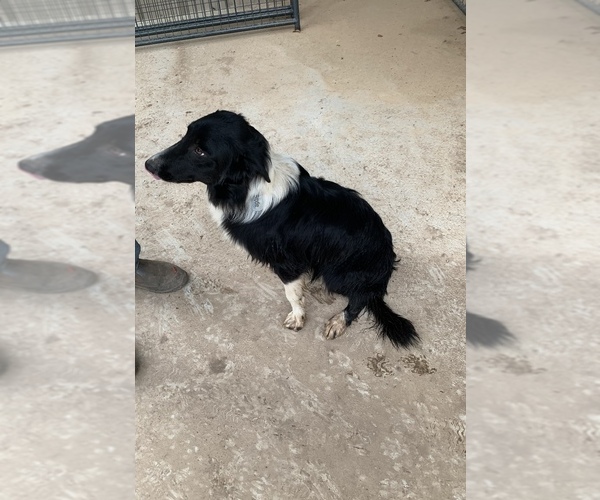 Medium Photo #4 Border Collie Puppy For Sale in BLANCO, TX, USA