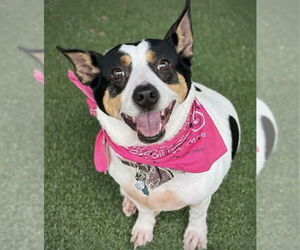 Rat Terrier Dogs for adoption in Atlanta, GA, USA