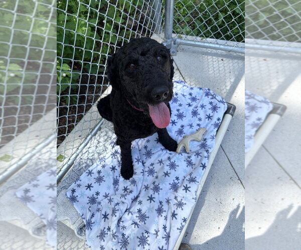 Medium Photo #2 Labrador Retriever-Unknown Mix Puppy For Sale in Muskegon, MI, USA