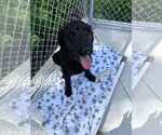 Small #1 Labrador Retriever Mix