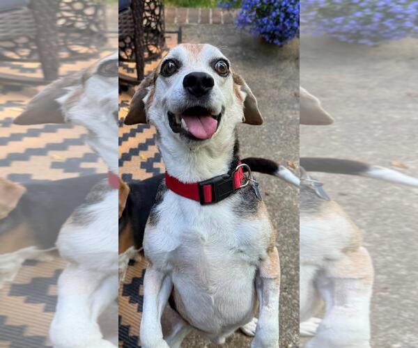 Medium Photo #4 Beagle Puppy For Sale in Garner, NC, USA