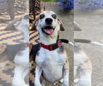 Small #3 Beagle