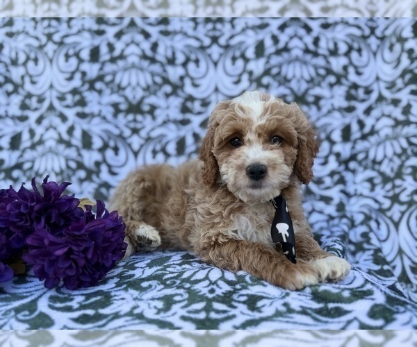 Medium Photo #8 Cock-A-Poo Puppy For Sale in LAKELAND, FL, USA