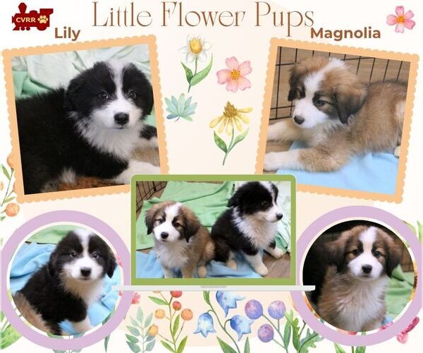 Medium Photo #2 Australian Shepherd-Unknown Mix Puppy For Sale in Lindsay, CA, USA