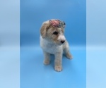 Small Photo #5 Sheepadoodle Puppy For Sale in DENISON, TX, USA