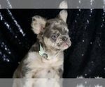 Small Photo #51 French Bulldog Puppy For Sale in WARSAW, IN, USA