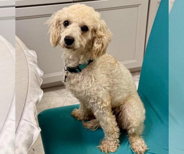 Medium Photo #1 Poodle (Miniature) Puppy For Sale in Spring Lake, NC, USA