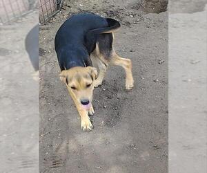 Labrador Retriever-Unknown Mix Dogs for adoption in San Antonio, TX, USA