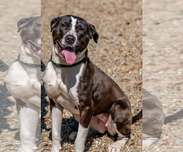 Medium Photo #5 Mutt Puppy For Sale in Hilton Head, SC, USA