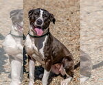 Small Photo #5 Mutt Puppy For Sale in Hilton Head, SC, USA
