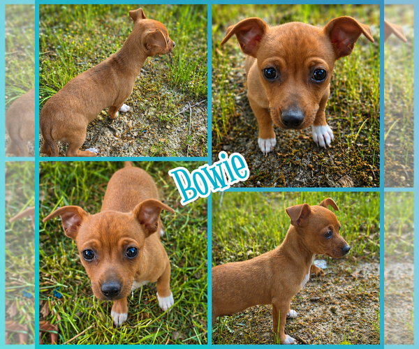 Medium Photo #1 Chihuahua Puppy For Sale in Blacksburg, SC, USA