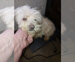 Small Photo #1 Maltese Puppy For Sale in Bonifay, MO, USA