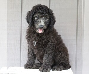Labradoodle-Poodle (Standard) Mix Puppy for sale in FREDERICKSBG, OH, USA