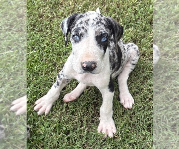 Medium Photo #2 Great Dane Puppy For Sale in CLANTON, AL, USA
