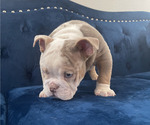 Small Photo #14 English Bulldog Puppy For Sale in PORTLAND, OR, USA