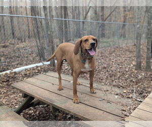 Mutt Dogs for adoption in McCormick, SC, USA