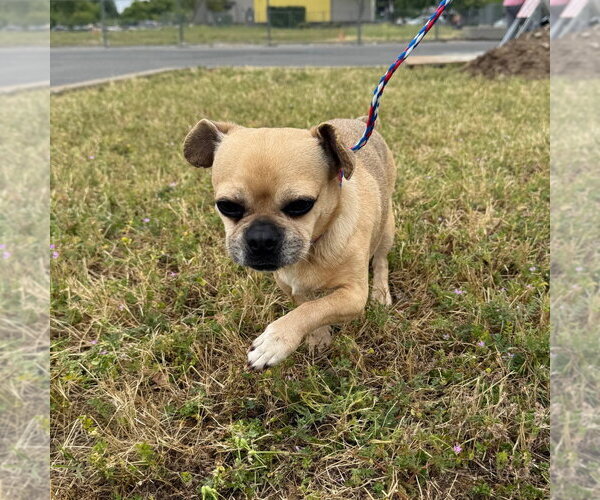 Medium Photo #1 Pug Puppy For Sale in Chico, CA, USA