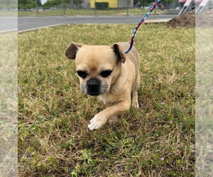 Pug Dogs for adoption in Chico, CA, USA