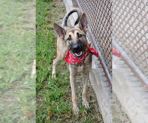 Colt - Located in Texas - Male Mutt Dog for Adoption