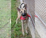 Colt - Located in Texas - Male Mutt Dog for Adoption - Small photo
