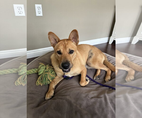 Medium Photo #3 Mutt Puppy For Sale in Menifee, CA, USA