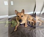 Small #2 Mutt