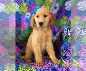 Golden Retriever Puppy for sale in OXFORD, PA, USA