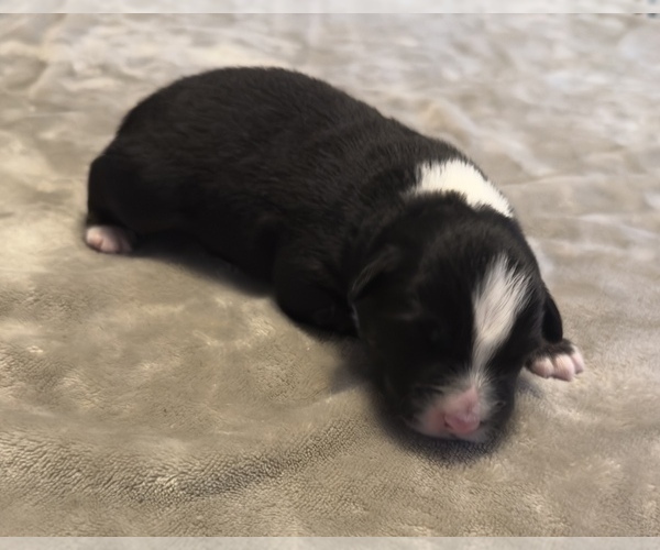 Medium Photo #50 Australian Shepherd Puppy For Sale in SALISBURY, NC, USA