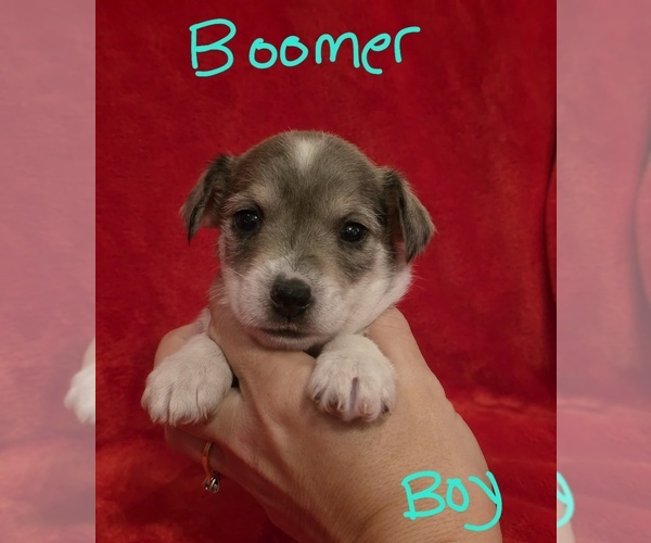 Medium Photo #15 Chizer Puppy For Sale in MONTEZUMA, GA, USA