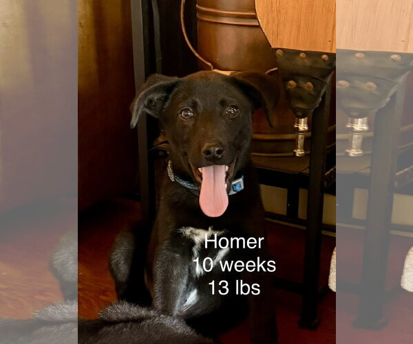 Medium Photo #9 Labrador Retriever-Unknown Mix Puppy For Sale in Wakefield, RI, USA