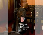Small #8 Labrador Retriever Mix