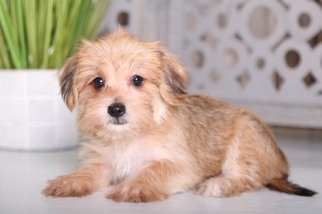 Yorkie-ton Puppy for sale in MOUNT VERNON, OH, USA