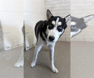 Siberian Husky Dogs for adoption in San Bernardino, CA, USA